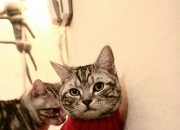 英雄联盟总决赛直播-唯一低效夜晚竟成制胜一击！雄鹿逆转火箭，克莱末节觉醒的关键价值