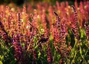 英雄联盟总决赛门票-对抗与荣耀，从凯尔特人的团队风暴到拉文的个人接管