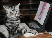 -当雄鹿遭遇广厦，跨越东西方的篮球对话，詹姆斯一剑封喉定乾坤