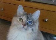 英雄联盟总决赛赛程-生死战中的一剑封喉，戈麦斯爆发助克罗地亚力斩苏格兰