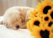 英雄联盟总决赛-跨越大陆的魔法，加维在厄瓜多尔与AC米兰的梦幻对决中主宰命运