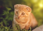 LOL决赛-赛道与球场，当F1之夜降临，字母哥如赛车般无解