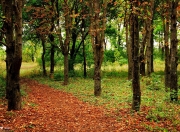 LOL决赛-一个夜晚的两种奇迹，贝蒂斯的地面闪电，与贝林厄姆的星空接管