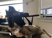 英雄联盟总决赛直播-当老鹰掠过圣西罗，弱者的血脉里，都住着一只待命的猛禽