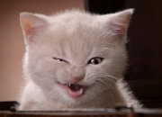 英雄联盟总决赛时间-篮球盛宴，爵士险胜北京队，文班亚马德甲争冠战闪耀