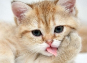 英雄联盟总决赛直播-终场哨响，红魔叹息，当利物浦的红色交响乐奏响老特拉福德