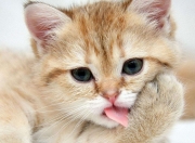 英雄联盟总决赛直播-终场哨响，红魔叹息，当利物浦的红色交响乐奏响老特拉福德