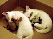 英雄联盟总决赛时间-攀登约旦的阶梯，当热火用团队利剑斩断孤狼的野心