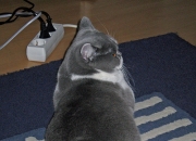 LOL决赛-双星映夜，当NBA绝杀遇见欧冠接管，体育的昨日神话永不落幕