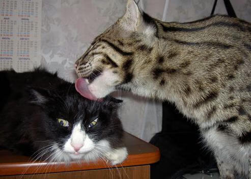 超时空赛场，苏亚雷斯黄昏引爆，塞内加尔风暴带走莱比锡红牛