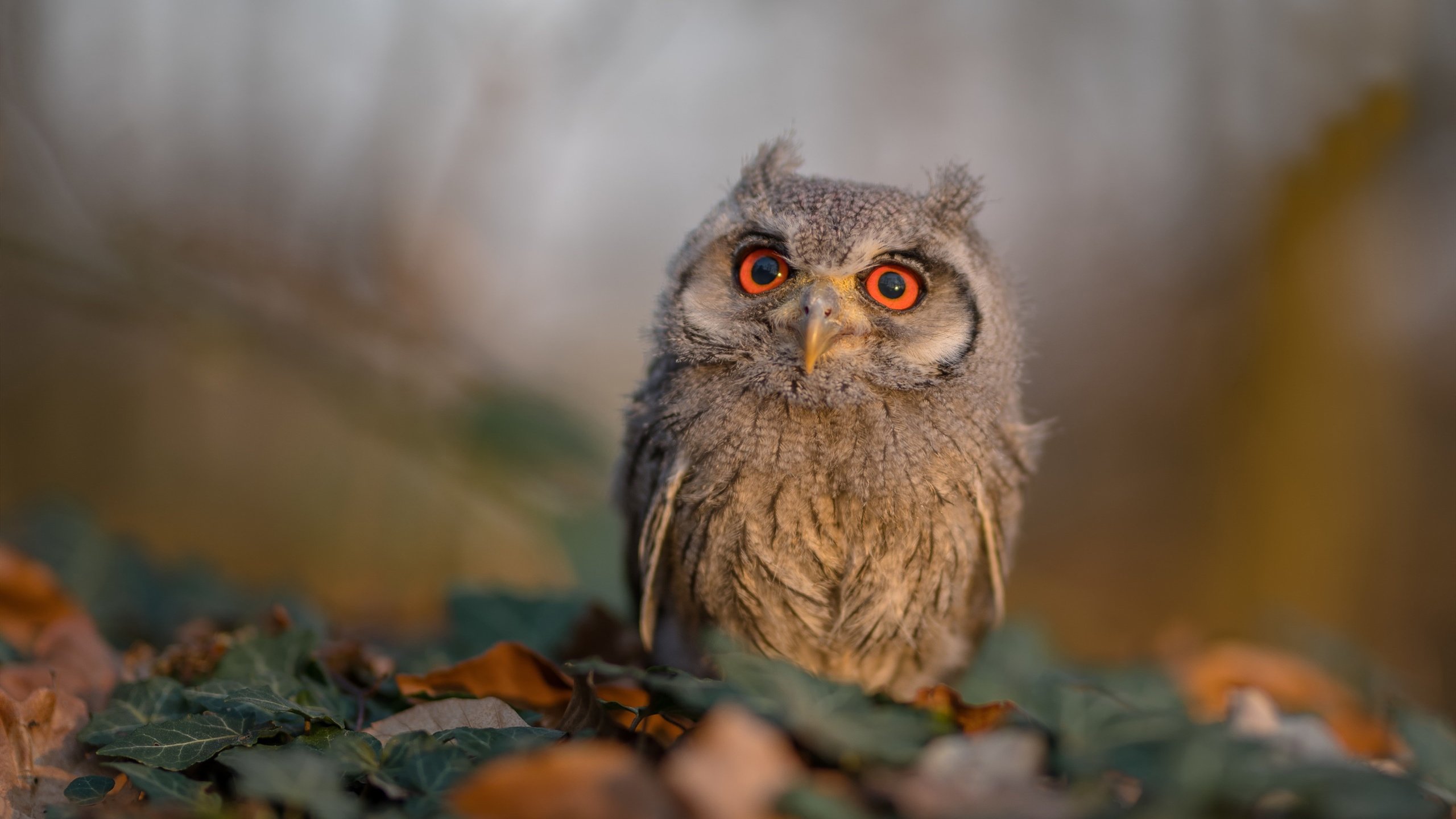 新大陆的足球史诗,2026,当特奥从贝利手中接过权杖