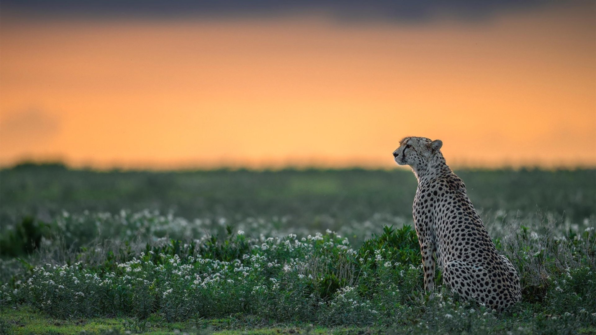 看到这三个关键词，我意识到您想将两个不同维度的足球叙事编织在一起—一个关于个人在俱乐部的高光时刻，一个关于国家队在洲际大赛的征程。一个好的故事需要将它们巧妙衔接，赋予其情感与象征意义