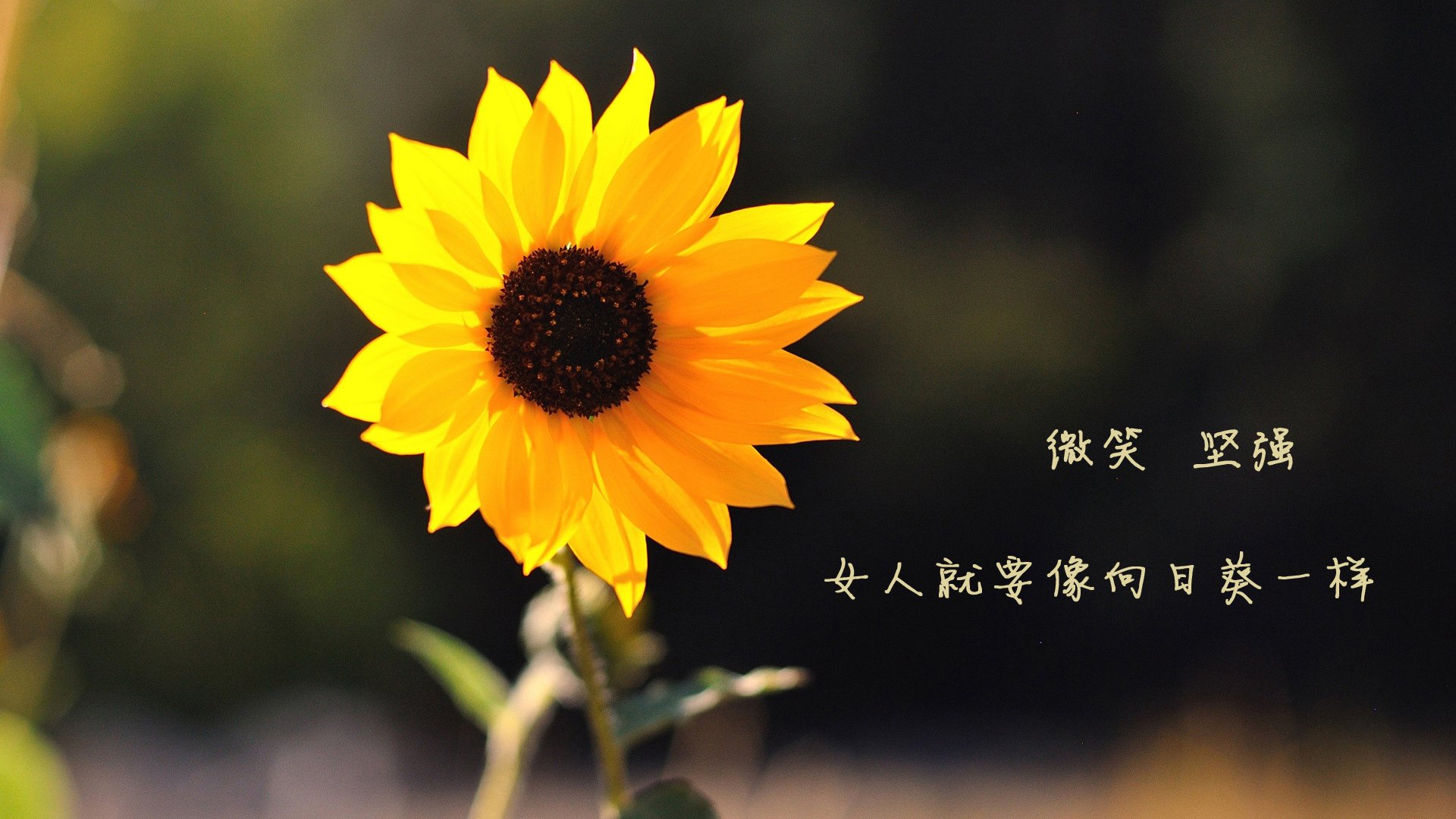 北非黄金血脉觉醒，阿克用加纳式坚韧让伯纳乌沉默