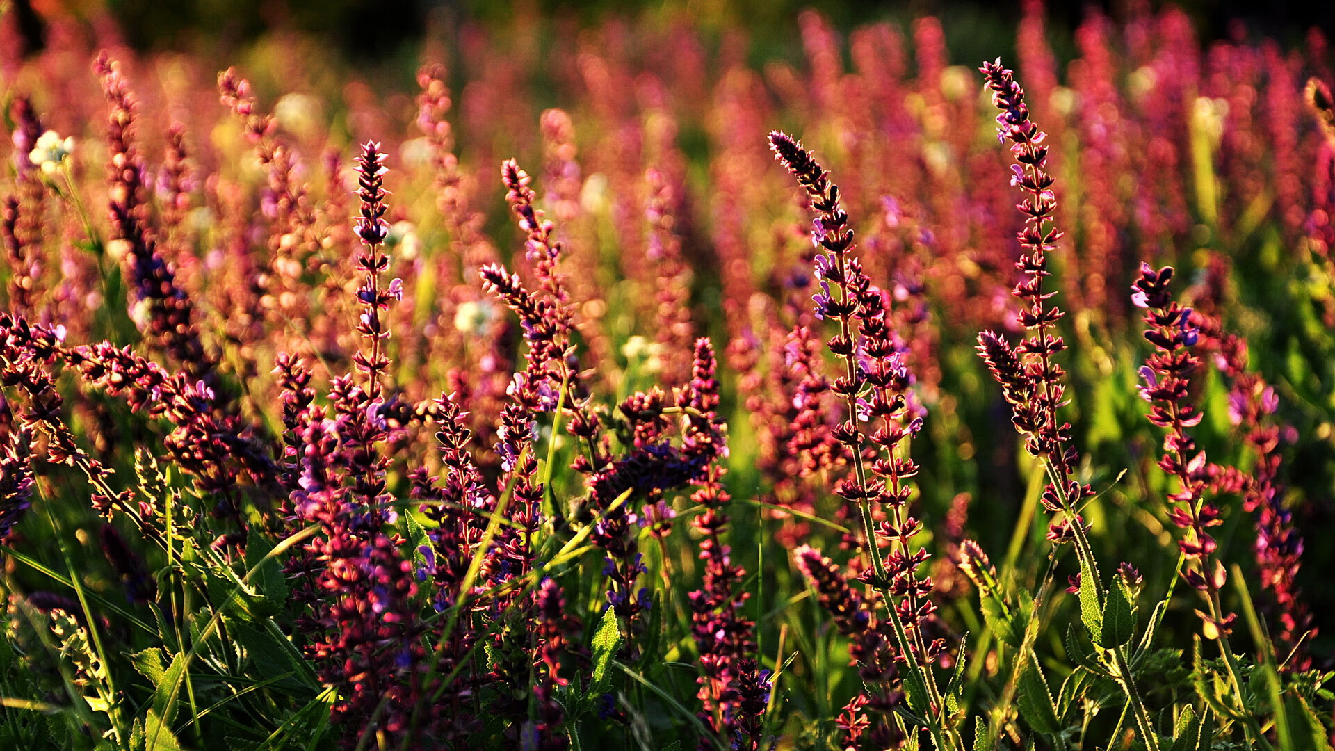 对抗与荣耀，从凯尔特人的团队风暴到拉文的个人接管