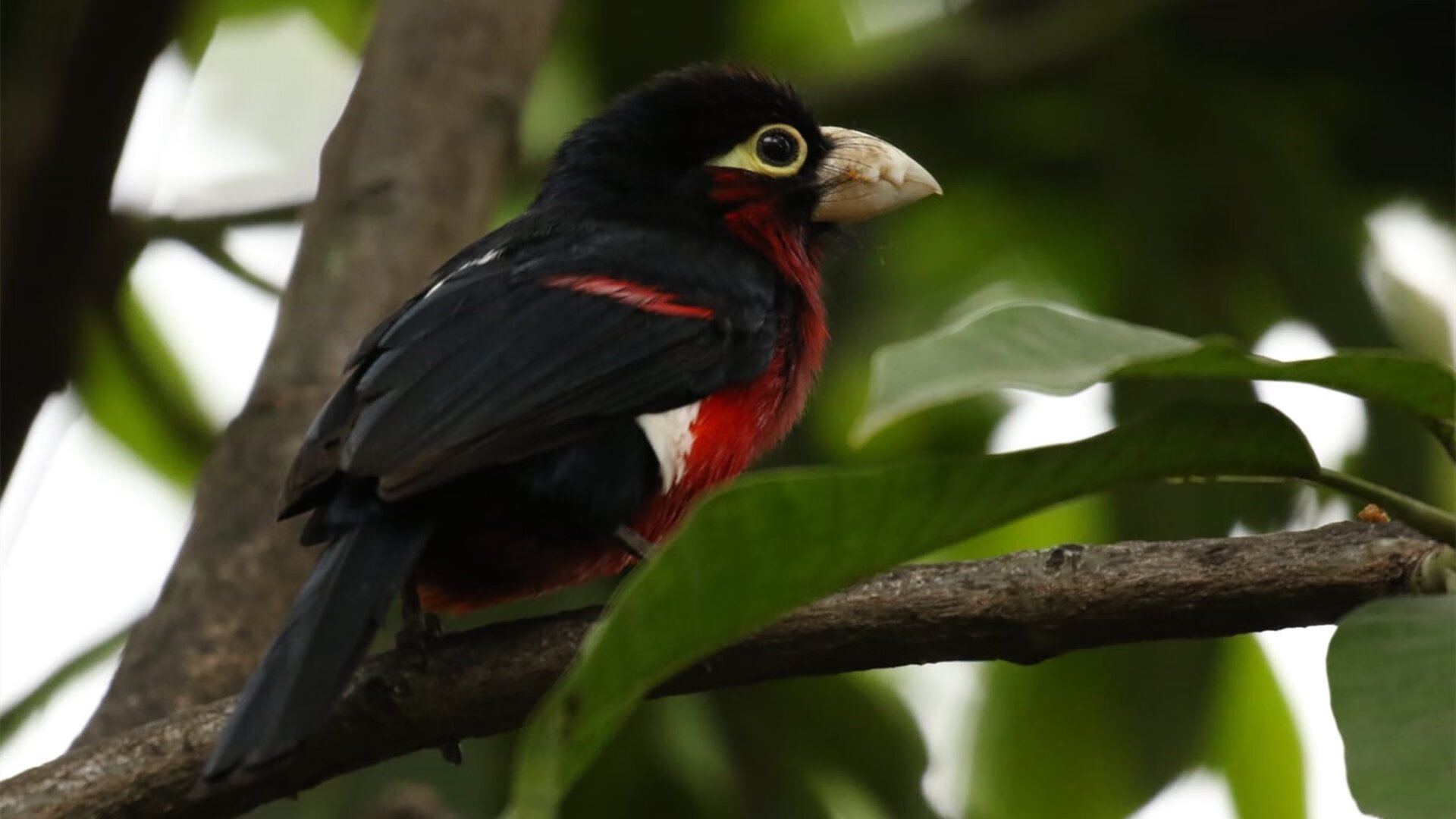 巴林赛道上的引擎轰鸣，金州更衣室里的无声回响