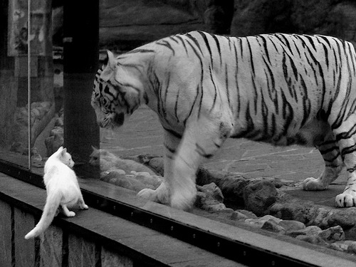 冰封迈阿密，当保罗的稳态冻结了热火的烈焰