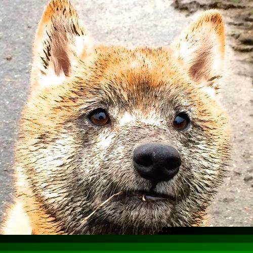 我看到您将NBA球员马克西（通常指泰雷斯·马克西）与CBA球队广东队放在了一起。这很可能是一个跨越联赛的有趣想象，或是某个特定混合赛事的情景