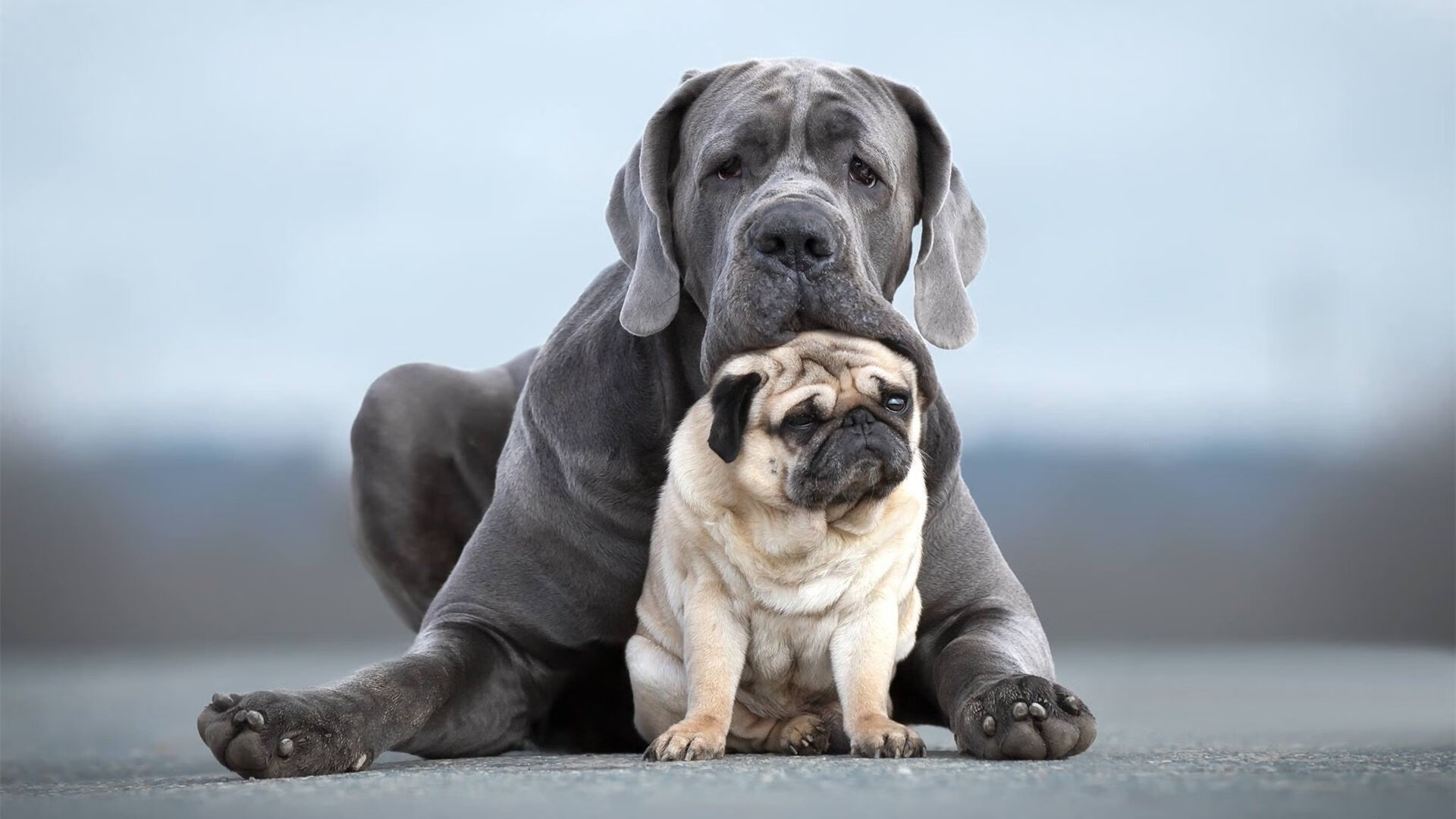 莫兰特劈开星光,浙江队织就罗网,那个夜晚的篮球在平行宇宙同时裂变