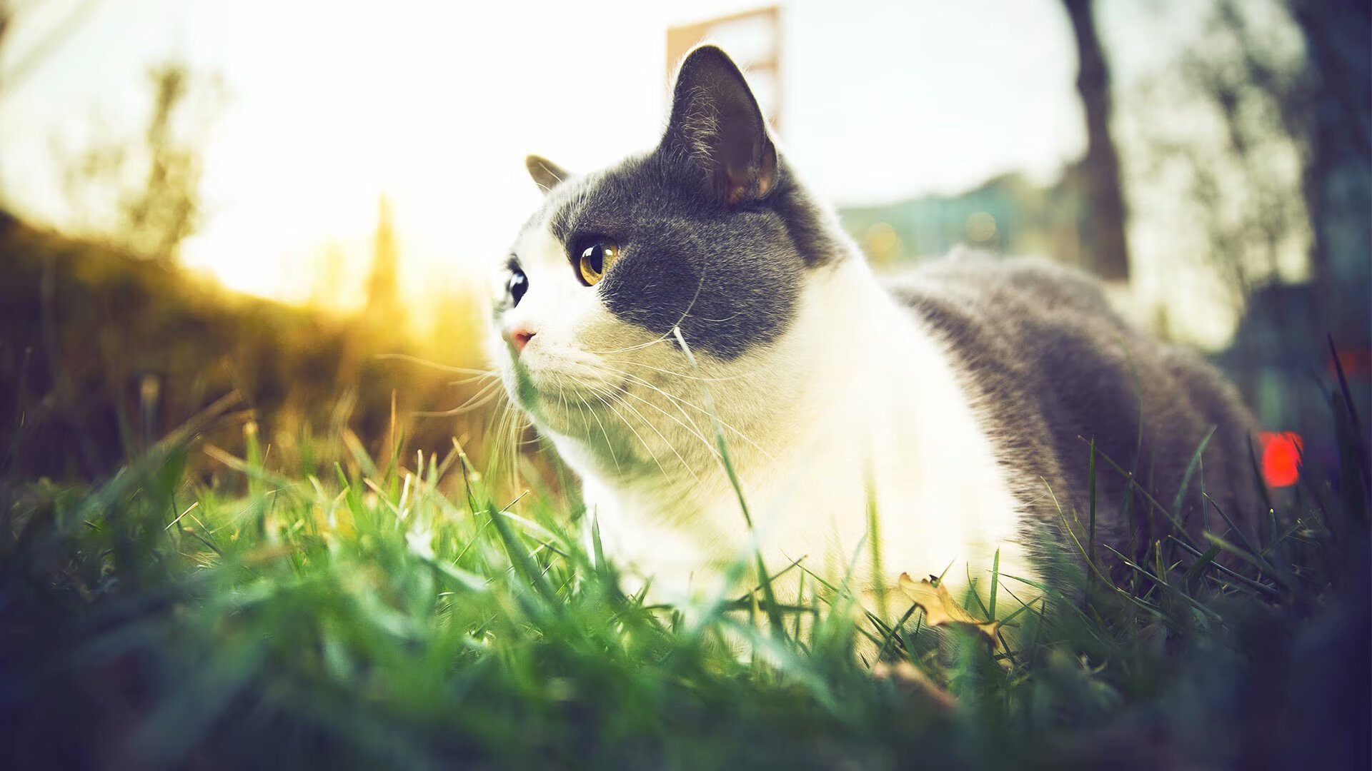 沙漠雄狮对决铁血军团，当埃及文明碰撞马竞防线的夜晚，拉亚编织数据之网