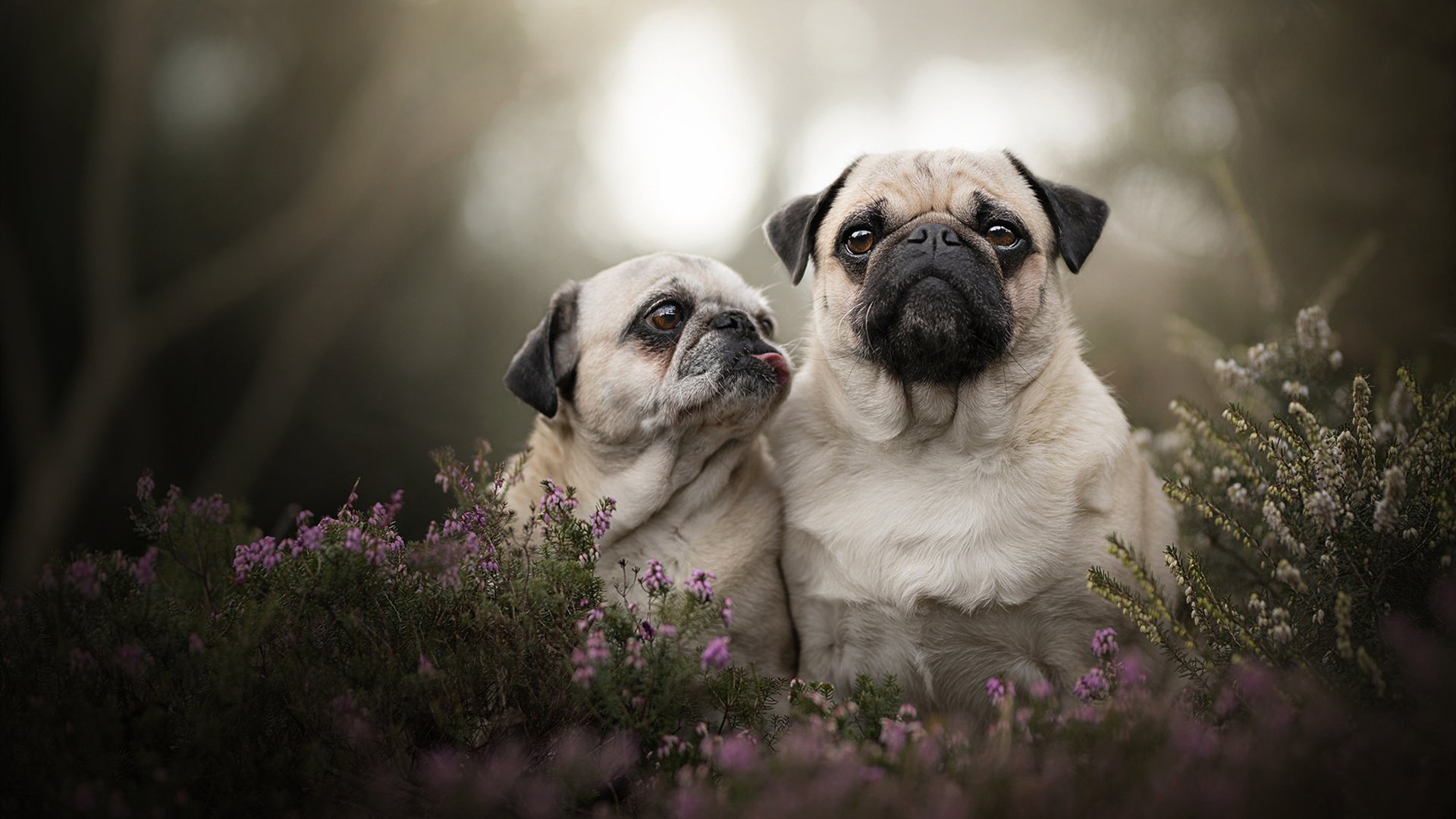 冰与火之歌，当尼斯单节拉开希腊，哈兰德点燃赛场