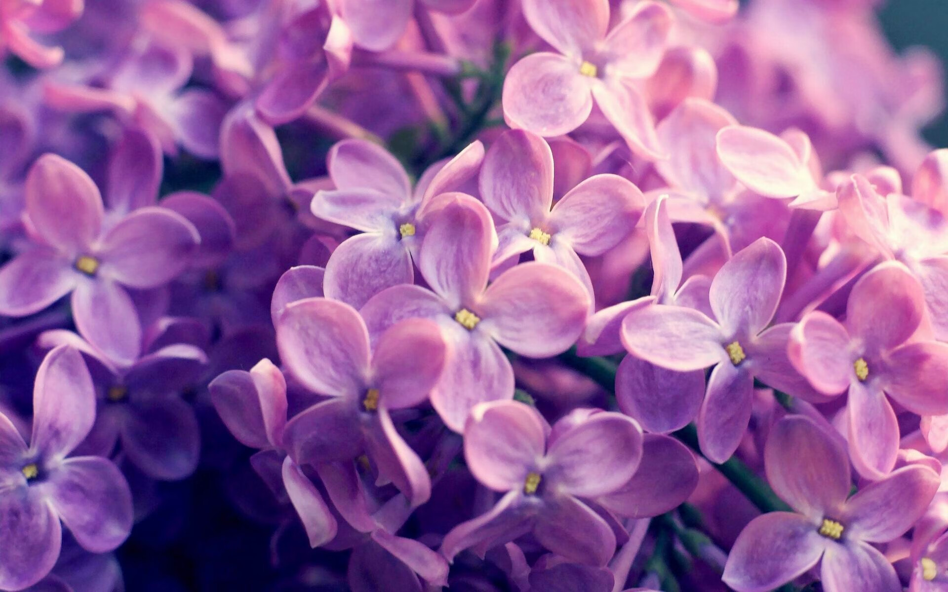 维京盾墙与红牛之殇,一场战术纪律对天赋洪流的终极胜利